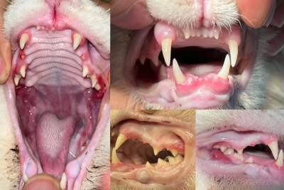 Amaratto