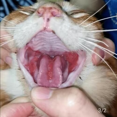 Urie