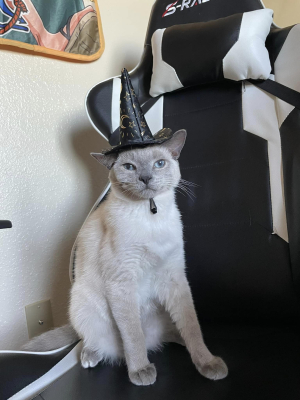 Gizmo