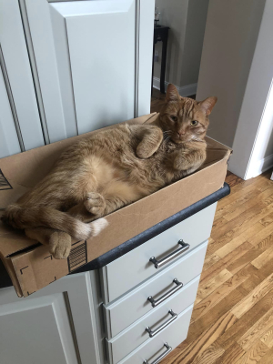 Nugget