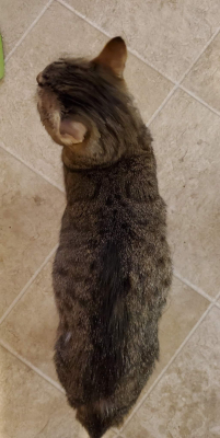 Maximus