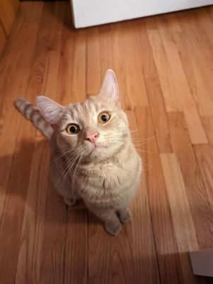 Peanut