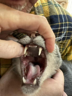 Finnegan