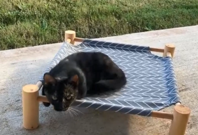 tortie Pisty