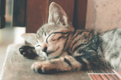 MiMi