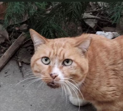 Tom