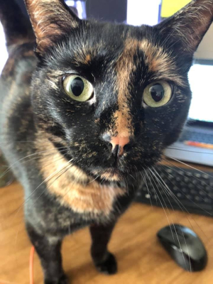 Spicy Fleur