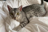 Felix
