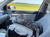 Nermal