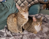Tabitha