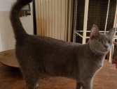 Nova