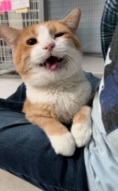 Petey