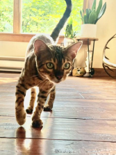 Leo