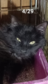 Sal