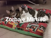 Zorba