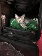 Oliver