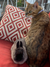 Chiko