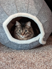 Piper