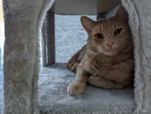 Peanut