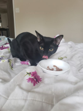 Coco
