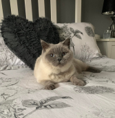 Boo