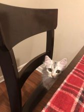 Meredith