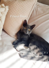 Binx