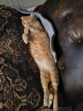 Sammer cat