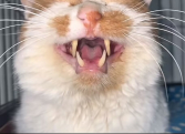 Crash