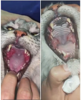 Puss