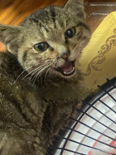 Milo