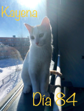 Kayena