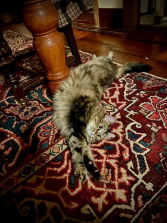 CHONKY QUEEN