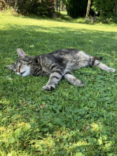 Leo