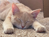Cymi kitty