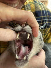 Finnegan