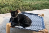 tortie Pisty