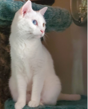 Gypsy Boo's FIP story