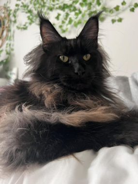 Nova