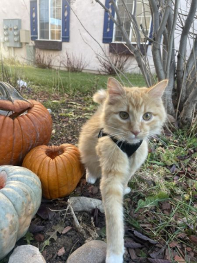 Ollie