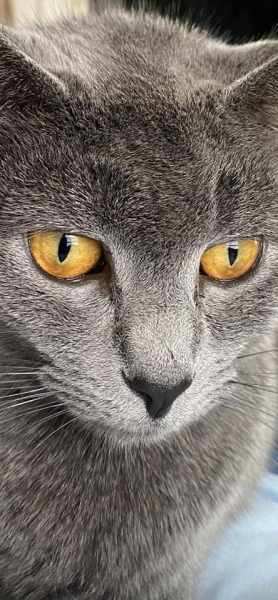 Gandalf