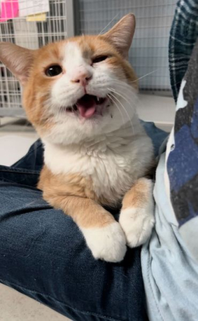 Petey