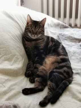 Merlino