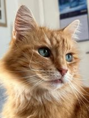 Rupert