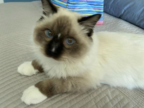 Little Smokey