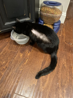 Panther