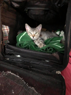 Oliver