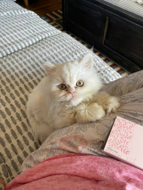 Stewart