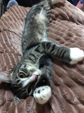 Rico