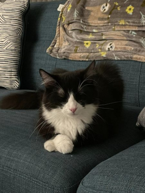 Simon